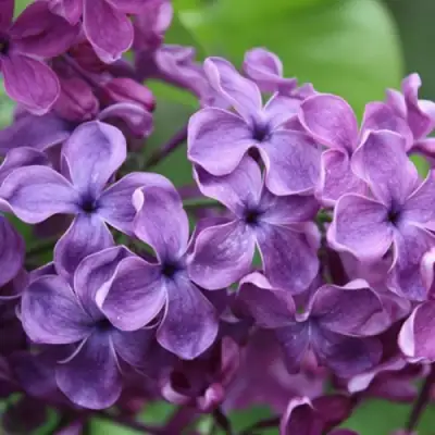 Сирень СУМЕРКИ в Гомеле