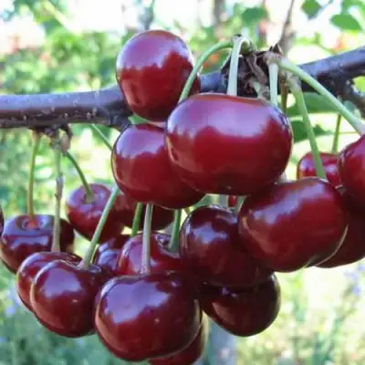 Дюк ИВАНОВНА в Гомеле