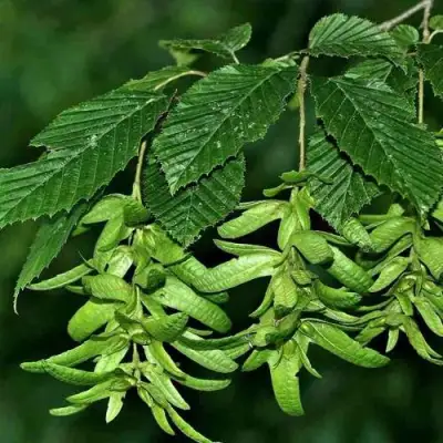 Граб  в Гомеле