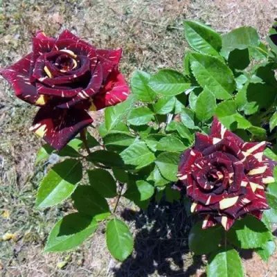 Роза АБРАКАДАБРА чайно-гибридная в Гомеле