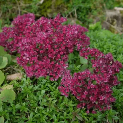 Очиток (седум) РУБИ ГЛОУ скальный в Гомеле