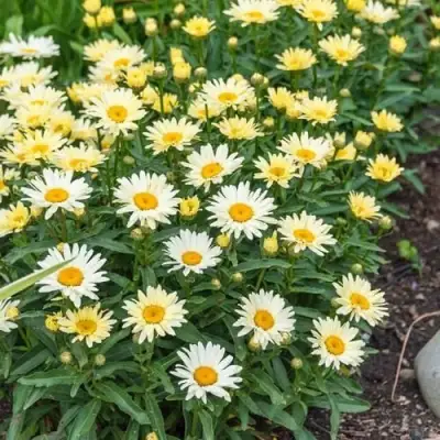 Нивяник БРОДВЕЙ ЛАЙТС великолепный в Гомеле