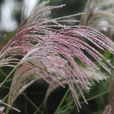 Мискантус МАЛЕПАРТУС китайский  в Гомеле