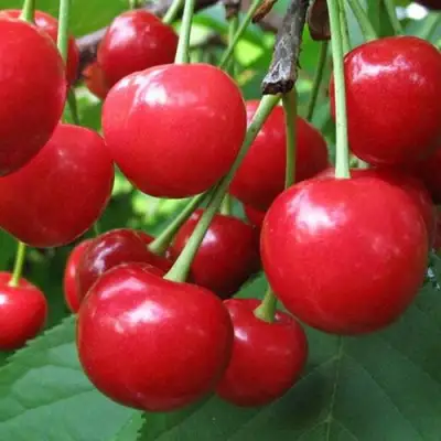 Дюк ПРЕВОСХОДНАЯ ВЕНЬЯМИНОВА в Гомеле