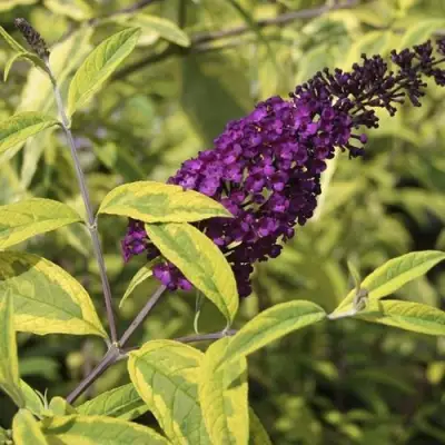 Буддлея давида САНТАНА  в Гомеле