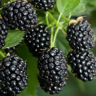Ежевика ЧЕРНАЯ МАГИЯ ремонтантная  в Гомеле
