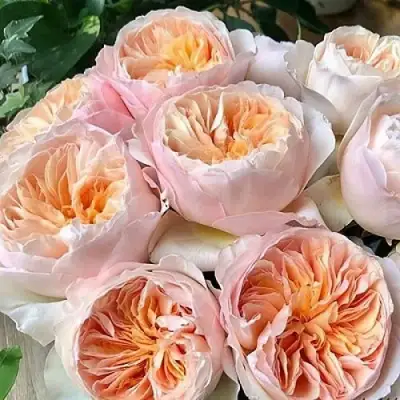 Роза ДЖУЛЬЕТТА английская в Гомеле