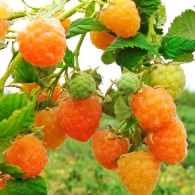 Малина ЗОЛОТЫЕ КУПОЛА в Гомеле