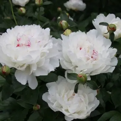 Пион ФЕСТИВА МАКСИМА травянистый в Гомеле