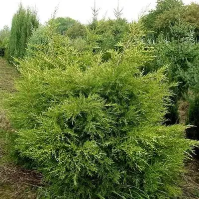 Можжевельник КУРИВАО ГОЛД китайский в Гомеле