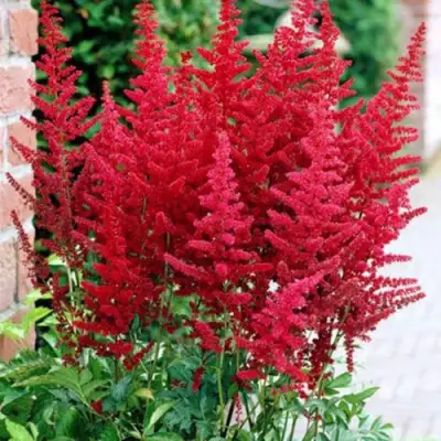 Астильба БУРГУНДИ РЕД Арендса в Гомеле