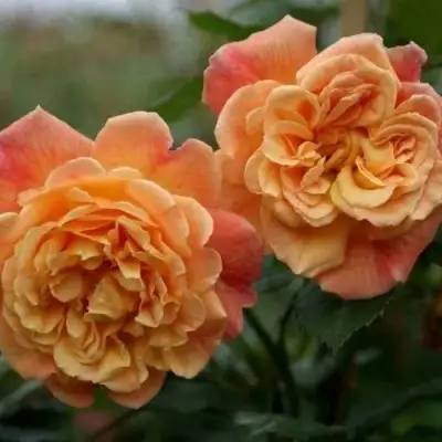 Роза АЛОХА плетистая в Гомеле