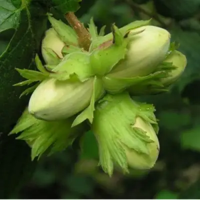 Фундук ТАМБОВСКИЙ ПОЗДНИЙ в Гомеле