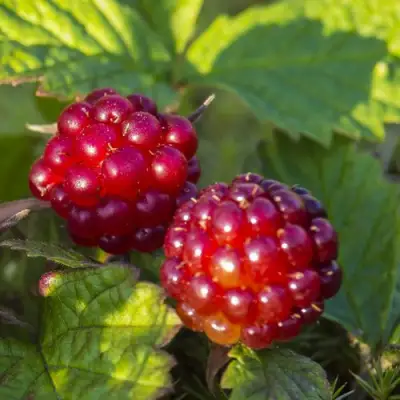 Княженика ЛИНДА в Гомеле