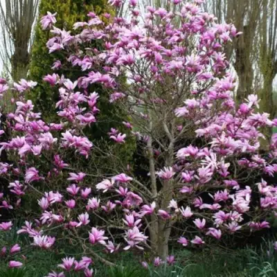 Магнолия ГАЛАКСИ в Гомеле