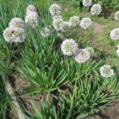 Лук слизун в Гомеле