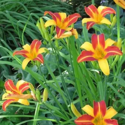 Лилейник ФРАНС ХАЛС в Гомеле