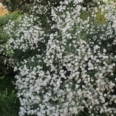 Болтония СНОУБЭНК в Гомеле