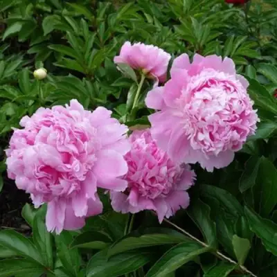 Пион МЕСЬЕ ЖЮЛЬ ЭЛИ травянистый в Гомеле