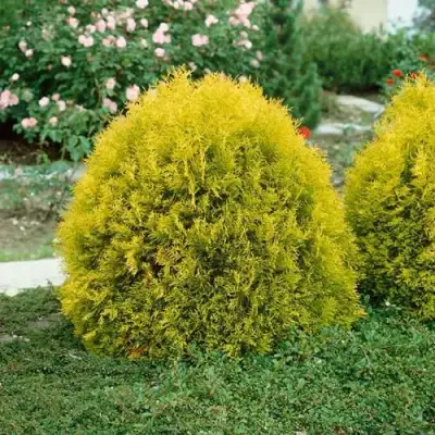 Туя РЕЙНГОЛД западная в Гомеле