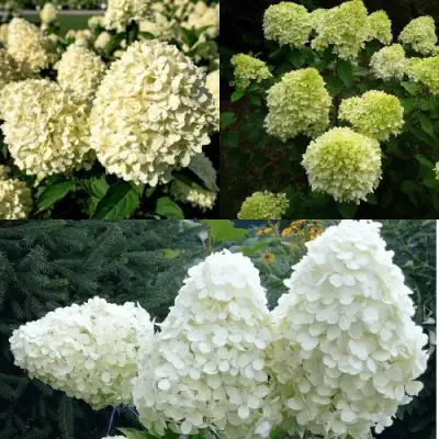 Комплект НЕЖНЫЙ КАПУЧИНО в Гомеле