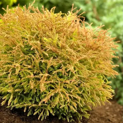 Туя ГОЛДЕН ТАФФЕТ западная в Гомеле