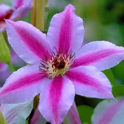 Клематис НЕЛЛИ МОЗЕР в Гомеле