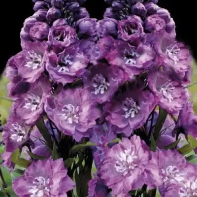 Дельфиниум ДЕЛЬФИС ПИНК ПАУЭ высокий в Гомеле