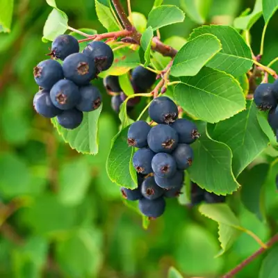 Ирга КОЛОСИСТАЯ в Гомеле