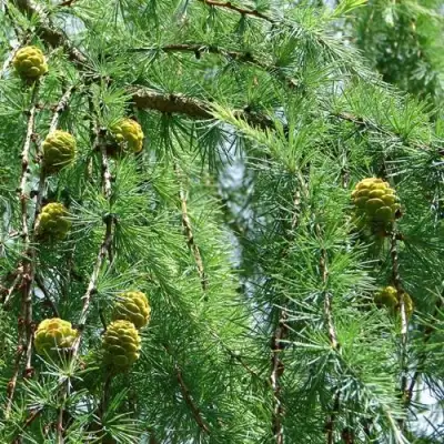 Лиственница КЕМПФЕРА в Гомеле