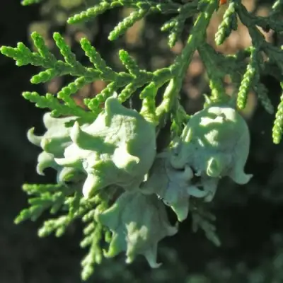 Туя восточная в Гомеле