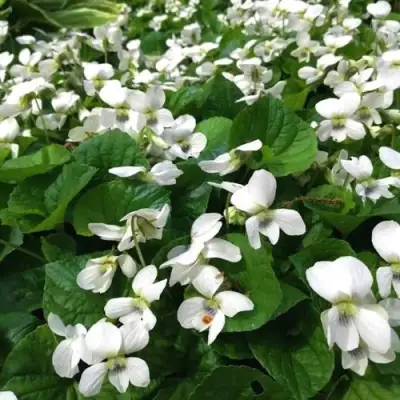 Фиалка АЛЬБИФЛОРА сестринская в Гомеле