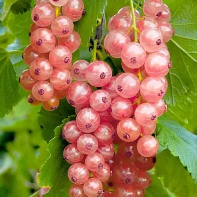 Смородина белая ПРЫГАЖУНЯ (РОЗОВАЯ) в Гомеле