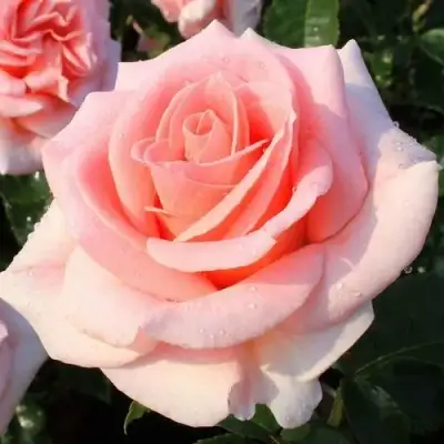 саженцы розы Фанни Ардан