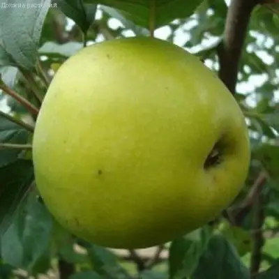 Яблоня КОШТЕЛЯ в Гомеле