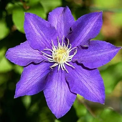 Клематис ЗЕ ПРЕЗИДЕНТ в Гомеле