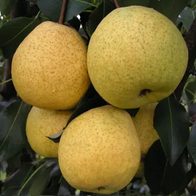 Груша ВЕЛИКАЯ ЛЕТНЯЯ (БОЛЬШАЯ ЛЕТНЯЯ) в Гомеле