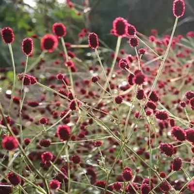 Кровохлебка ЧОКОЛАТ ТИП в Гомеле