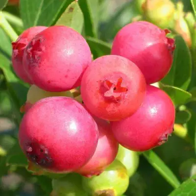 Голубика ПИНК ЛИМОНАД в Гомеле