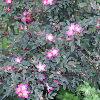 Роза сизая в Гомеле