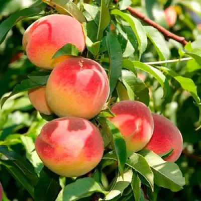 Персик ДИВНЫЙ в Гомеле