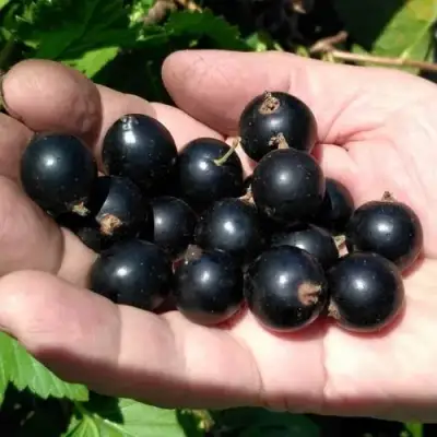 Смородина черная ЧЕРНООКАЯ в Гомеле