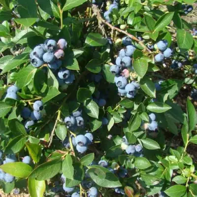 Голубика БЛЮЭТТА в Гомеле