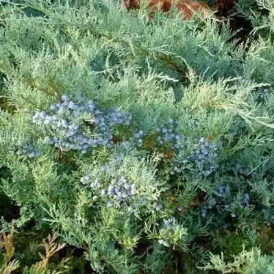 Можжевельник ГРЕЙ ОУЛ виргинский  в Гомеле