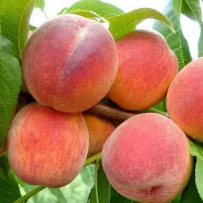 Персик ФЛЕМИНГ ФЬЮРИ в Гомеле