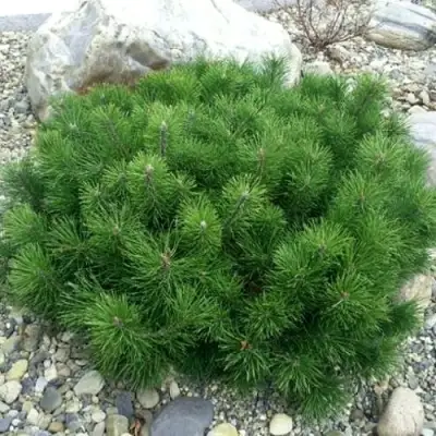 Сосна горная МУГУС в Гомеле