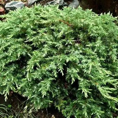 Можжевельник ШЛЯГЕР прибрежный в Гомеле