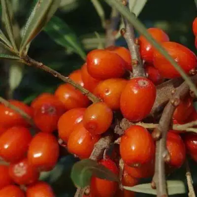 Облепиха ВОРОБЬЕВСКАЯ в Гомеле