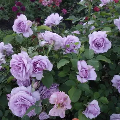 Роза ЛАВ СОНГ флорибунда в Гомеле