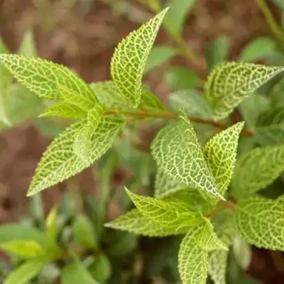 Форзиция КАМСОН промежуточная в Гомеле